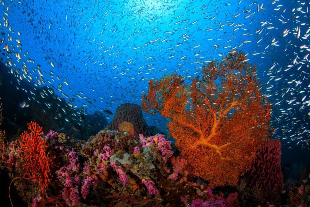 Brightly coloured living coral reef with rich marine life