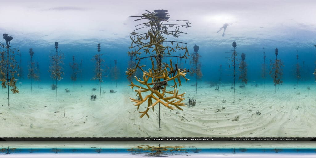 360 degree view of a coral tree nursery, Coral Restoration Foundation, Florida Keys
