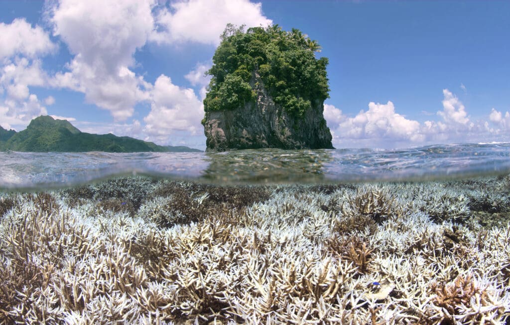 Bleached coral in Indonesia