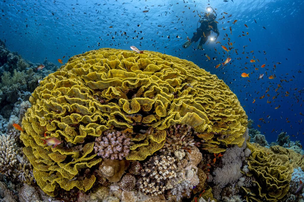Living coral reef with diver and fish in background